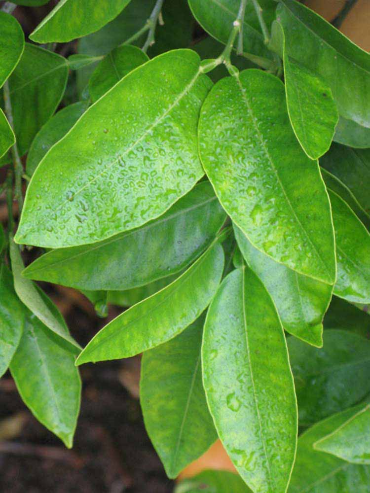              Sun leaves (Riverside, CA)       
